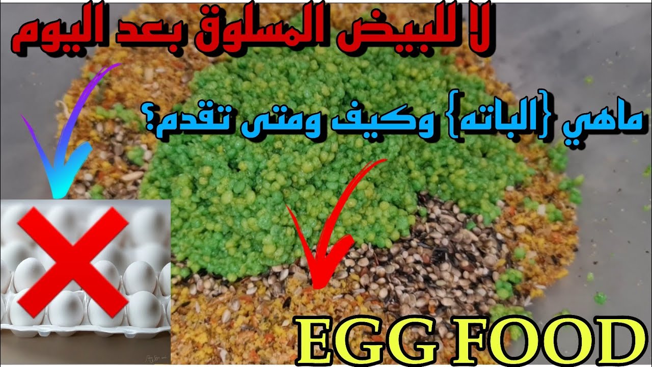 الباته ماهي وكيف تقدم للطيور الزينة وهل هي بديل عن البيض المسلوق؟ شاهد وحكم بنفسك😉