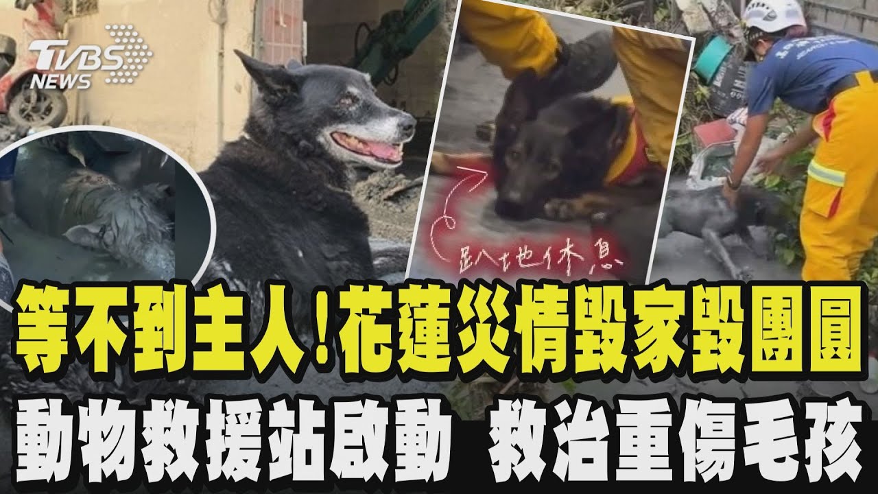 花蓮災情毀家毀團圓 獨居嬤遭泥流沖走亡黑狗滿身泥不斷嗚咽尋找阿嬤身影畫面惹鼻酸 動物救援站啟動救重傷毛孩 搜救犬們也辛苦了!無裝備穿梭碎石泥土間任務結束累趴｜TVBS新聞 @TVBSNEWS02