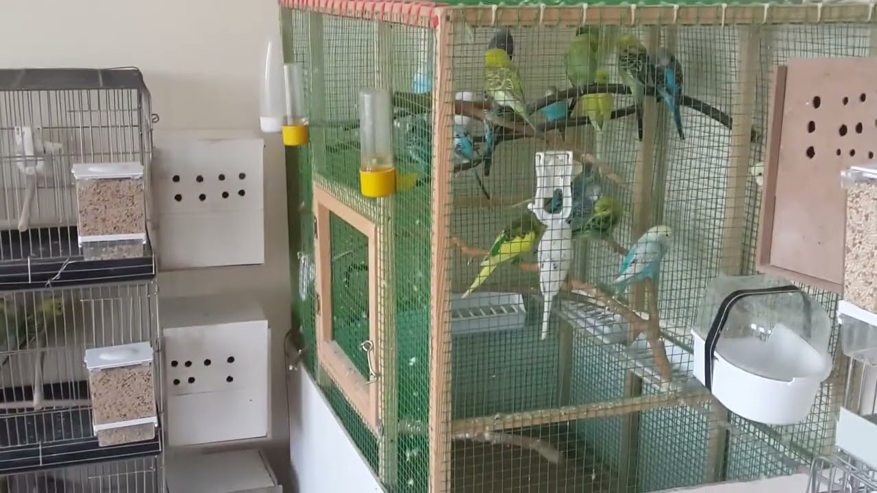 Muhabbet kuşlarımizin kapısı açılmış  @pigeon @papagall @папагал @ببغاء @Papagei #birds 