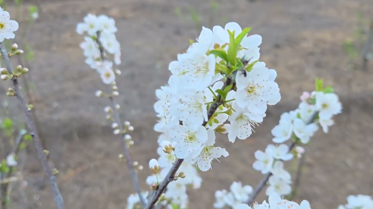 Healing Acres Wellness Center |Anant Farms| 
