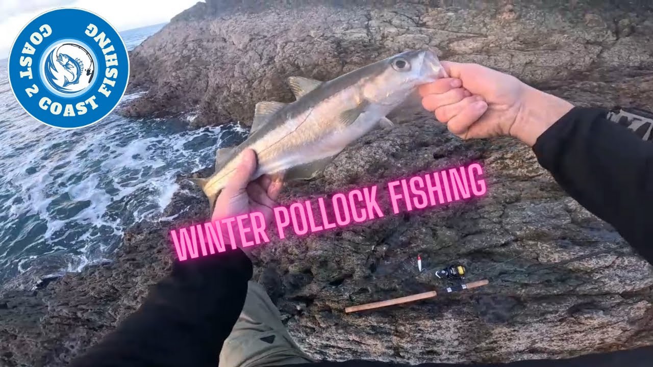 ОЧЕНЬ МНОГО РЫБЫ!!! #anglesey #rockfishing #shorefishinguk #bassfishing #livingmybestlife