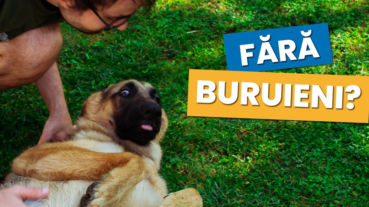 Cum combați buruienile din gazon cu erbicide? | Sfaturi și recomandări