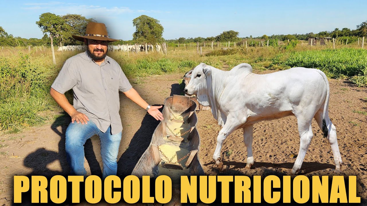 PROTOCOLO NUTRICIONAL NA RECRIA DAS BEZERRAS