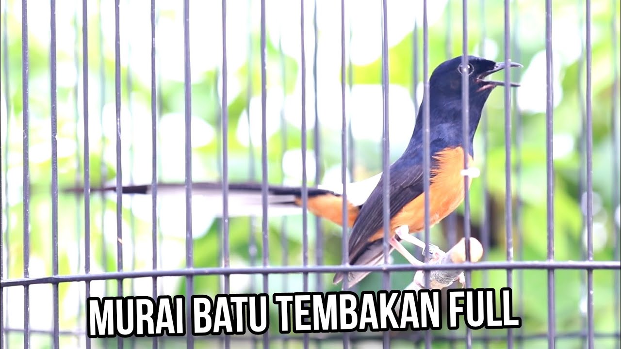 murai batu special stock ❗berkat oxivoice