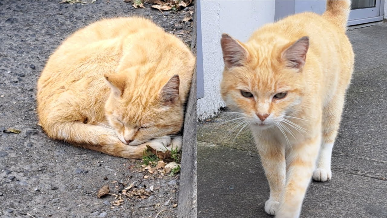 Meet Donald, The Friendly Cat From Belmullet, County Mayo