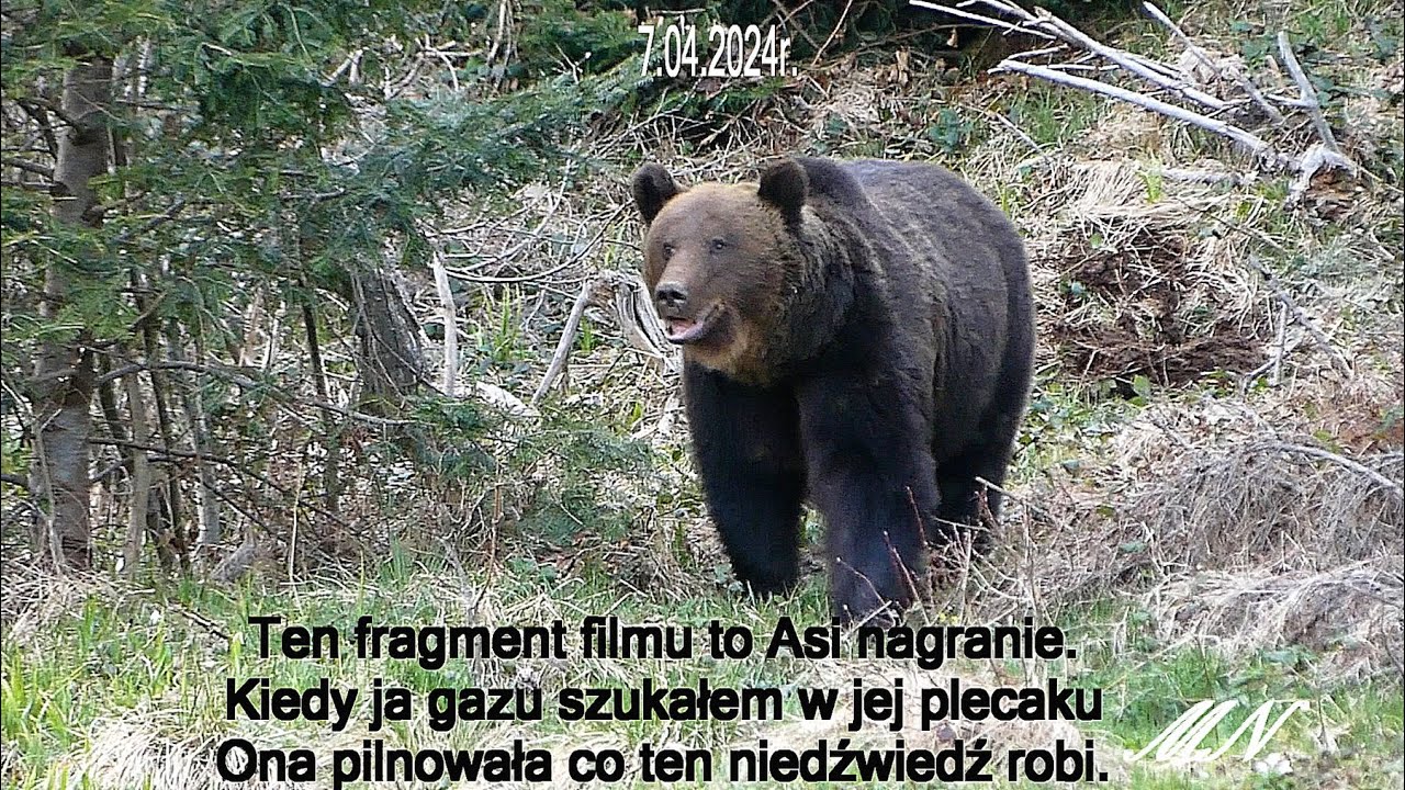 Ech te emocje kiedy niedźwiedź blisko, a gaz na niedźwiedzie w aucie został a drugi gdzieś w plecaku