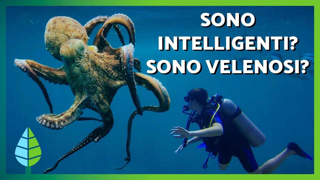 CURIOSIT&Agrave; SUL POLPO 🐙 🌊 | I polpi sono INTELLIGENTI? Sono VELENOSI?