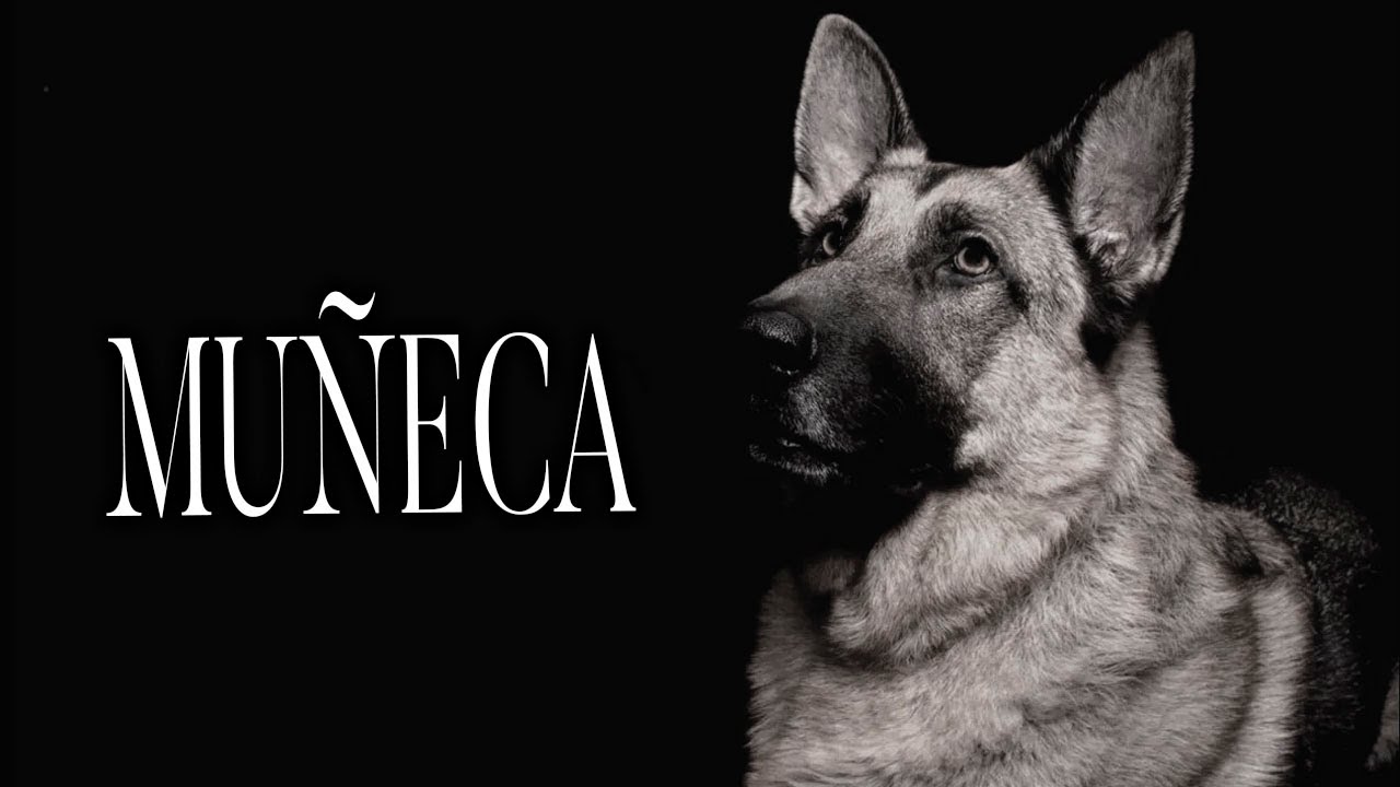 Muñeca Historias De Terror - Voces De La Noche