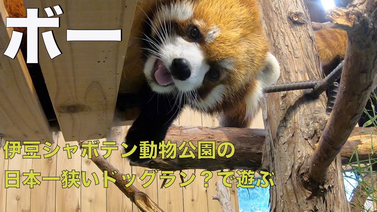 ボー　伊豆シャボテン動物公園の極狭ドッグランで遊ぶ