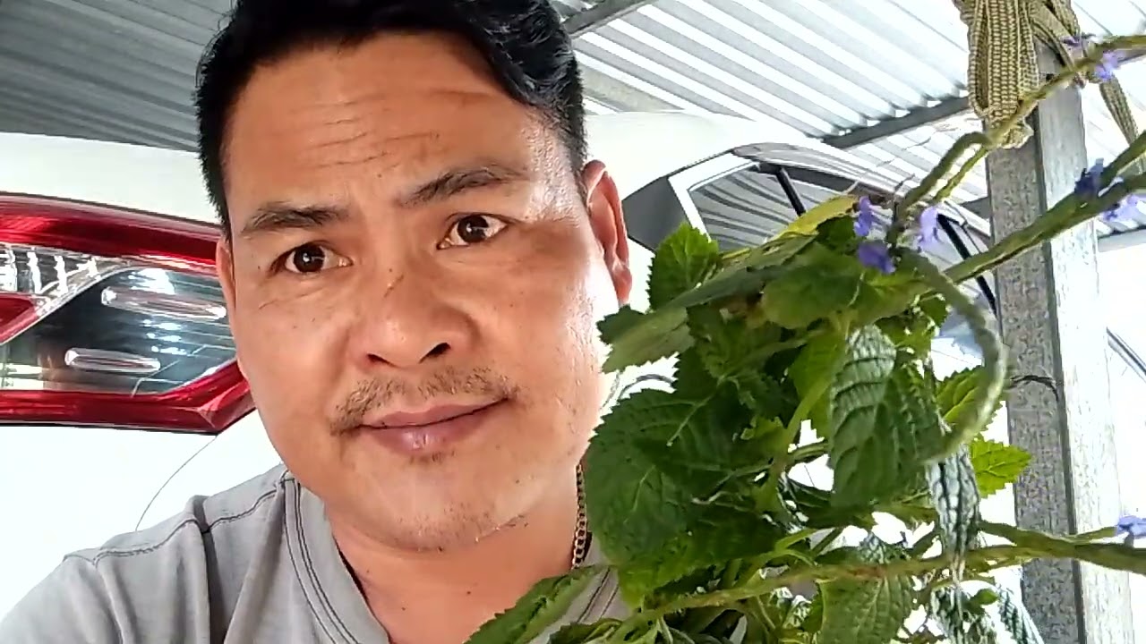 Cây ₫uôi chuột trị tim hơ cây thạch an trị ông thứ 0911301300 quýt trà Vinh
