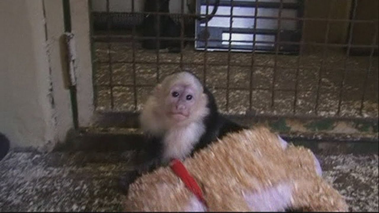 Justin Bieber's pet monkey Mally settles into new home at a German wildlife park