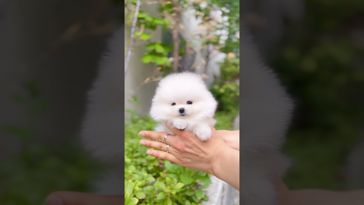 Perfect teacup Pomeranian #puppy #teacuppomeranian #pomeranian #pomeranianpuppy #pomeraniandog