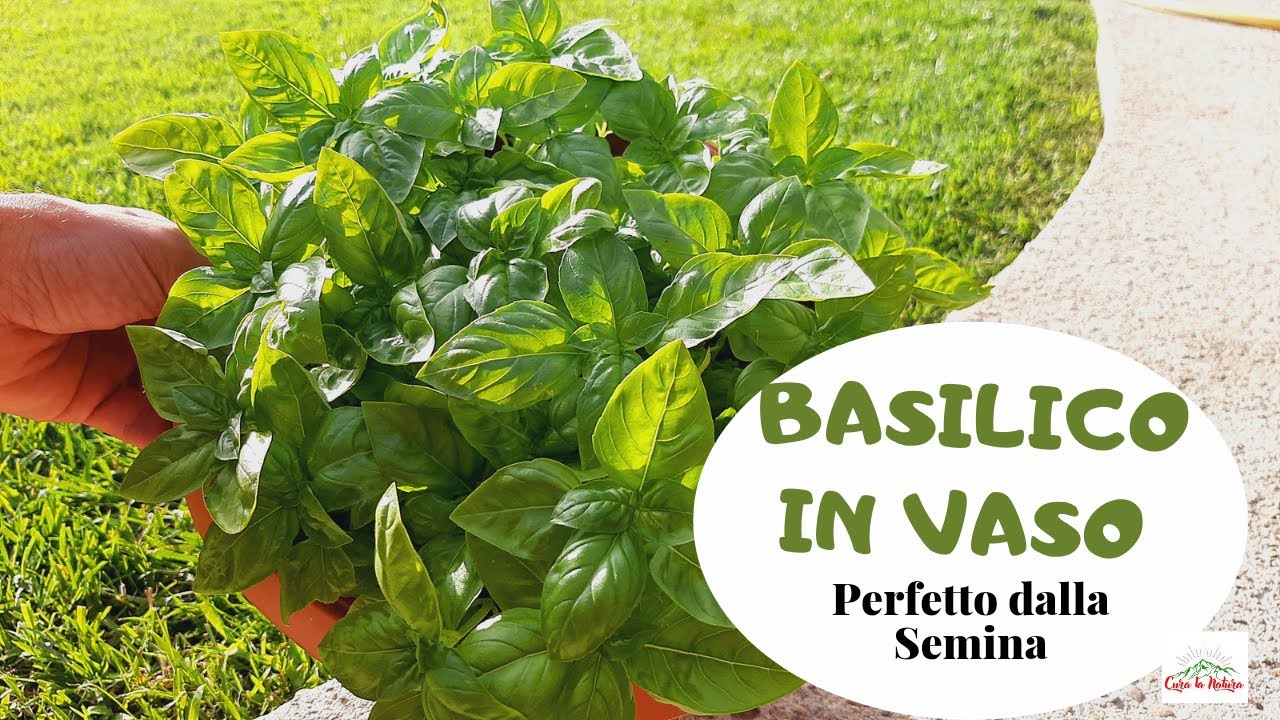 Basilico - Dalla Semina, Irrigazione, Concimazione Fino alla Potatura o raccolta del basilico