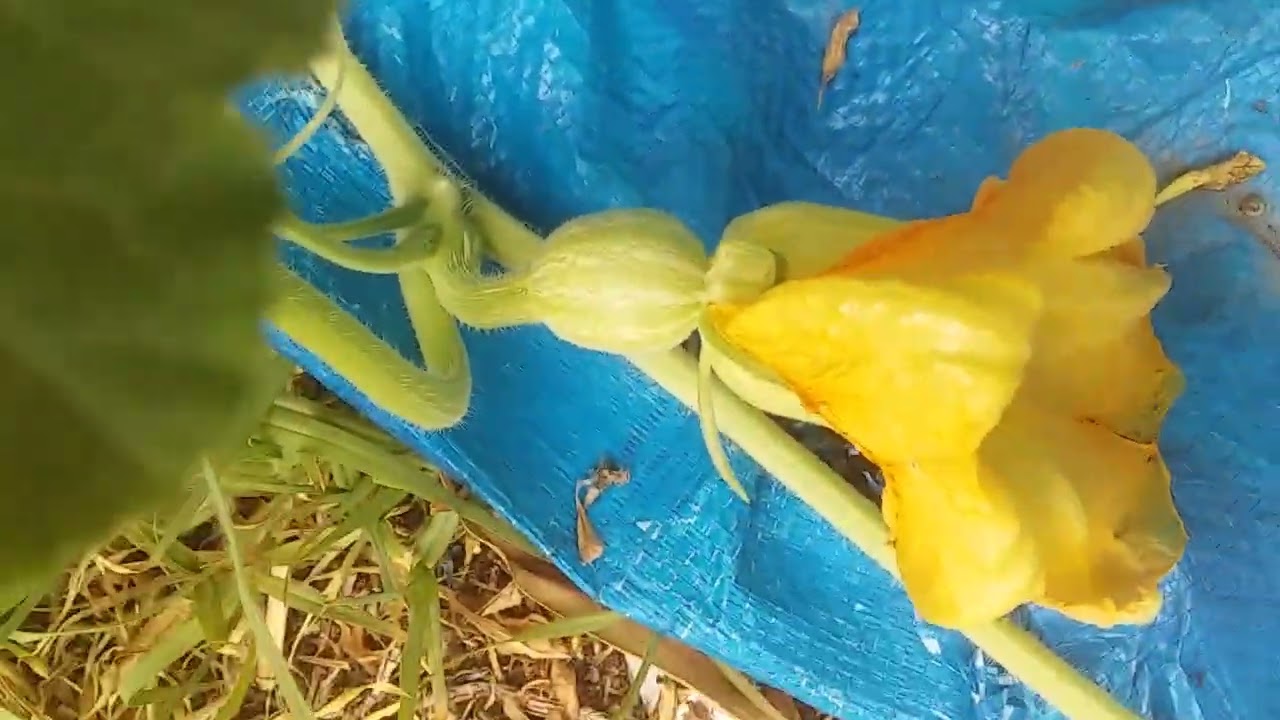 Garden Harvest #23!!  Bits and pieces to harvest in the garden!!  Saturday 7th of February 2026!!