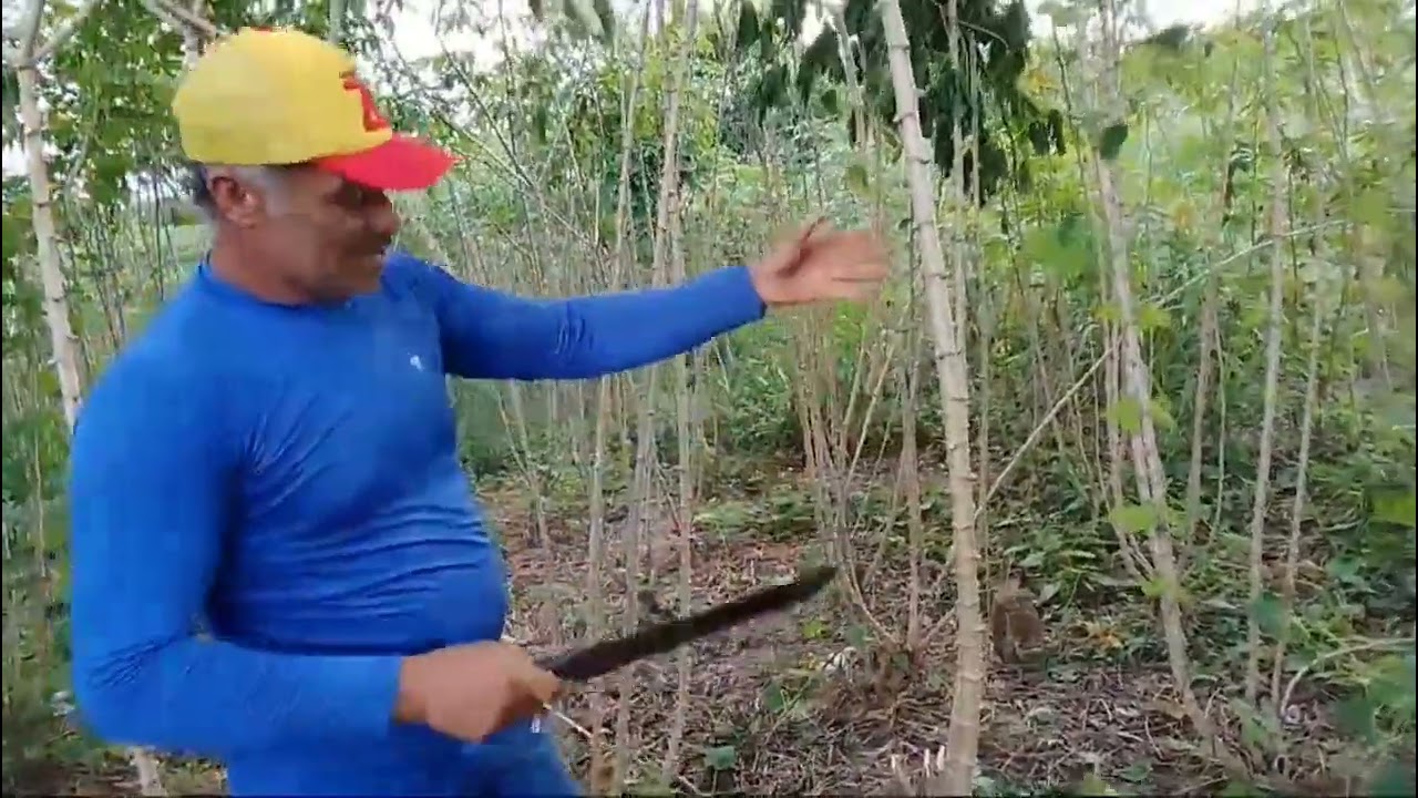 Fartura de macaxeira