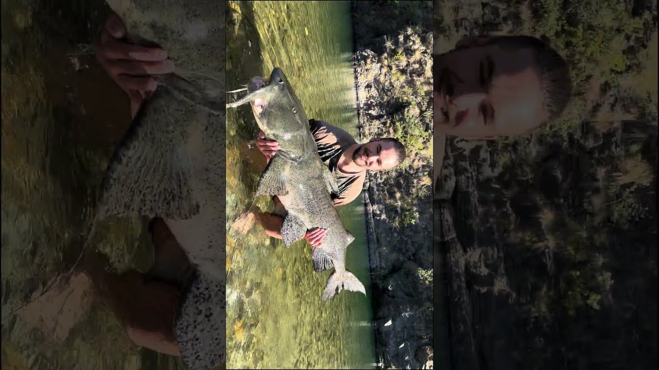 Devil GOONCH Catfish 🐟