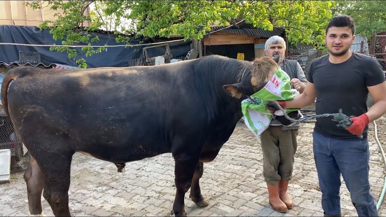 KURBANLIK SATIŞLARIMIZ BAŞLAMIŞTIR 2022