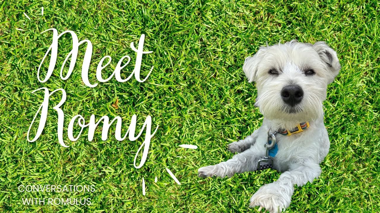 Meet Romy: A Westie speaking his mind with talking dog buttons
