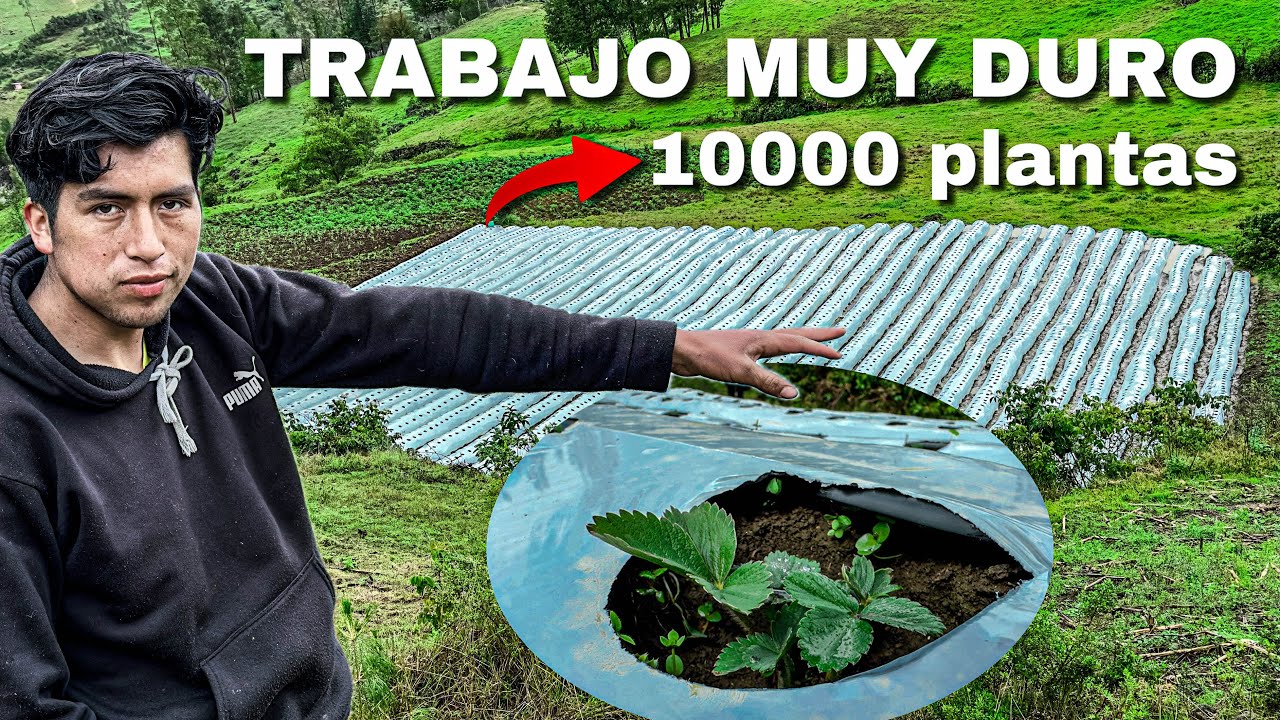 El negocio de la FRESA y mi emprendimiento sembrado fresa 🍓 en el campo.