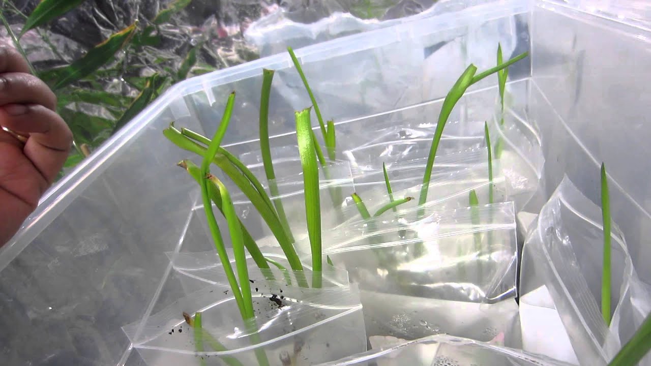 Growing Tuberose indoor