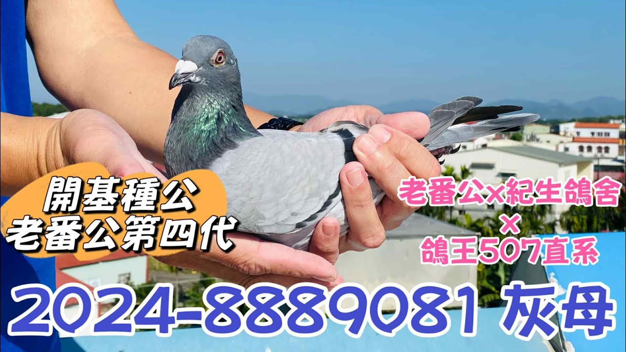 【屏北王者・制霸海翔】屏東高樹 黃俊豪 巔峰紀錄拍賣會1號拍賣鴿-2024-8889081灰母，開基老種公43第四代，伯馬鴿王507直系#高樹黃俊豪#449鴿舍#恆盟賽鴿網 