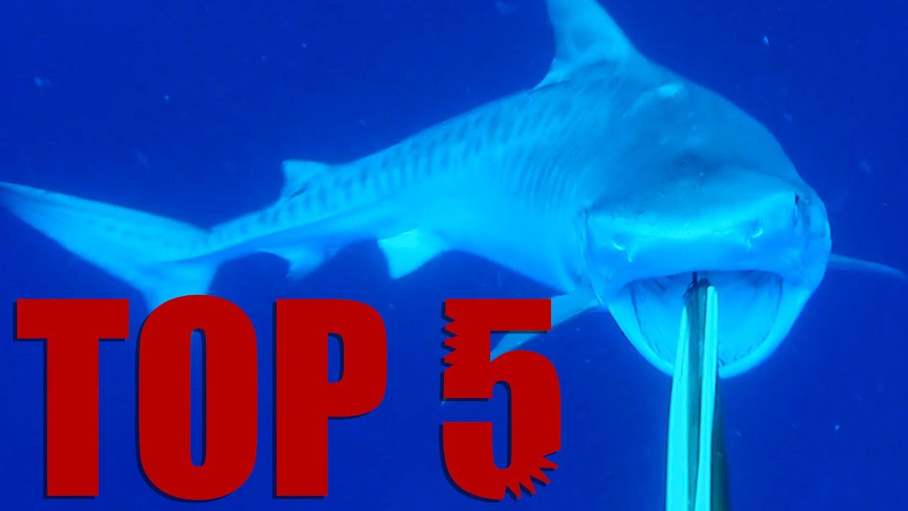 Shark Attacks!! My Top 5 Encounters!!