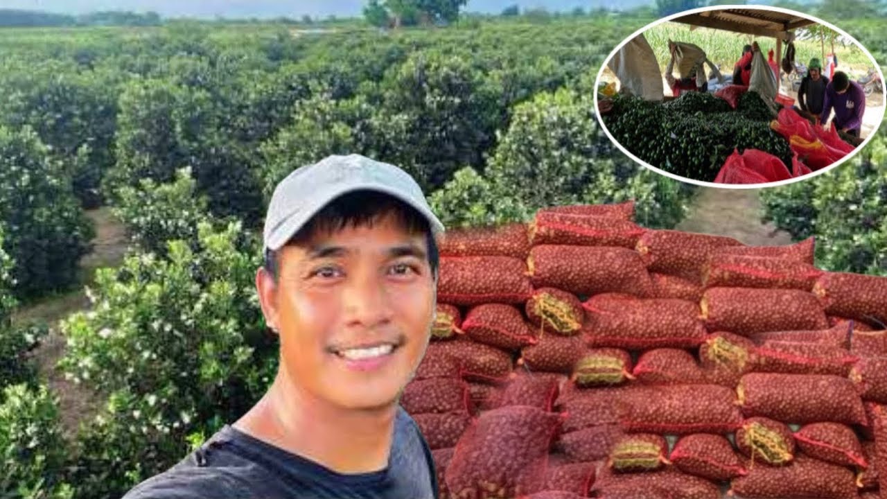 2026 TARGET KALAMANSI HARVEST