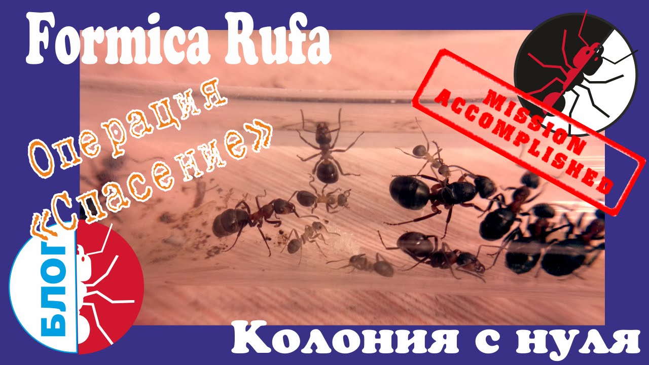 Муравьи Formica Rufa. Операция 