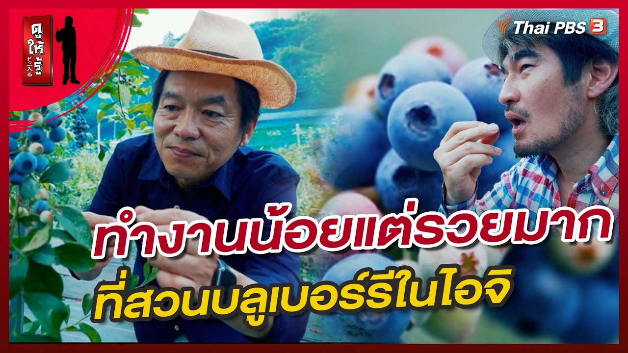 ทำงานน้อยแต่รวยมาก ที่สวนบลูเบอร์รีในไอจิ | ดูให้รู้ Dohiru