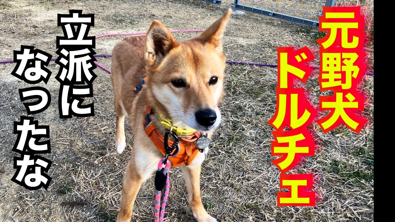 元野犬ドルチェちゃんの里帰り！里親様ありがとうございます