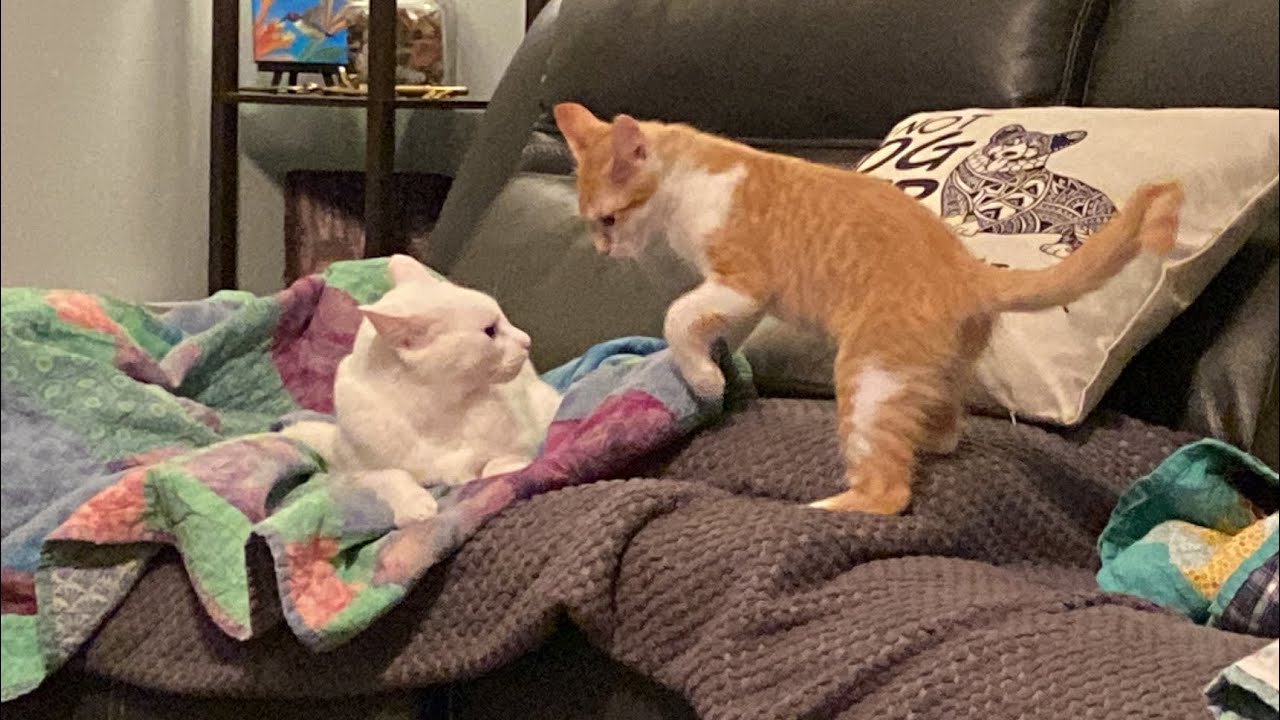 Kitten Forgets Brother Is A Lot Bigger For Wrestling 😆