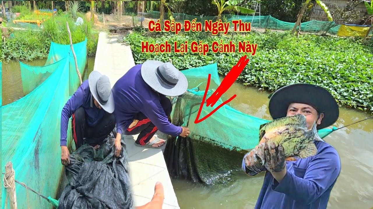 Rất Buồn Khi Vèo Cá Nuôi Mấy Tháng Gần Đến Ngày Thu Hoạch Mà Gặp Phải Chuyện Này/NHMT