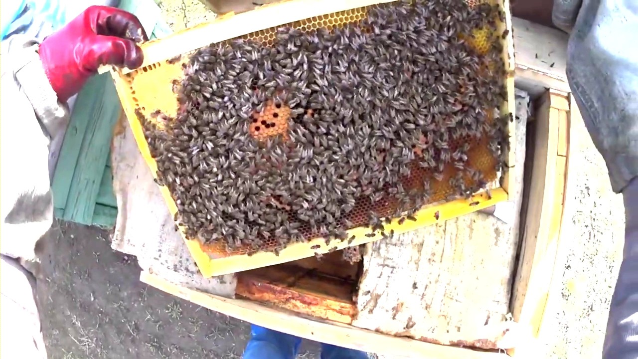 Як почистити вулик лежак від підмору? Вулик з глухим дном.