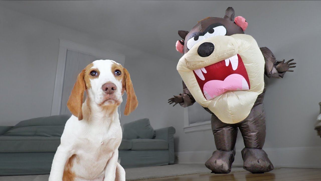 Puppy vs Tasmanian Devil Prank! Cute Puppy Indie Gets Help from Funny Dogs Maymo, Penny & Potpie