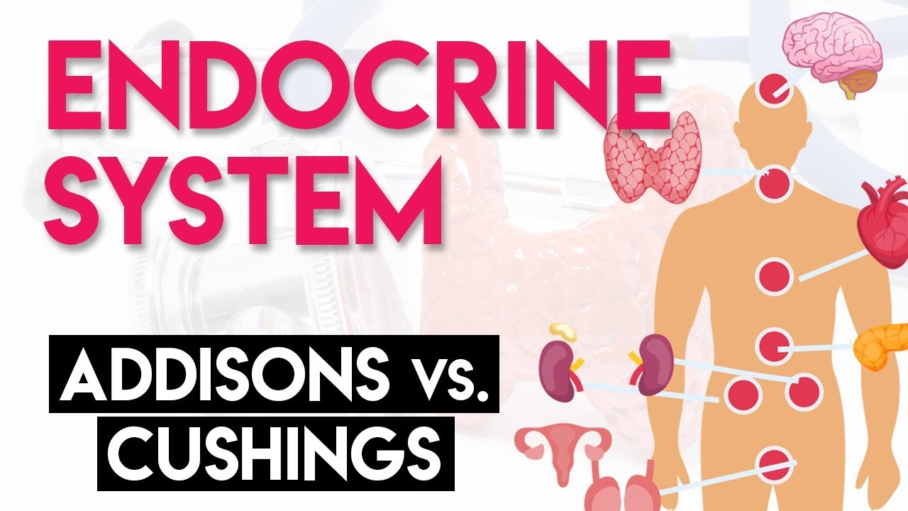 Addison's vs Cushing's | Endocrine System (Part 2)