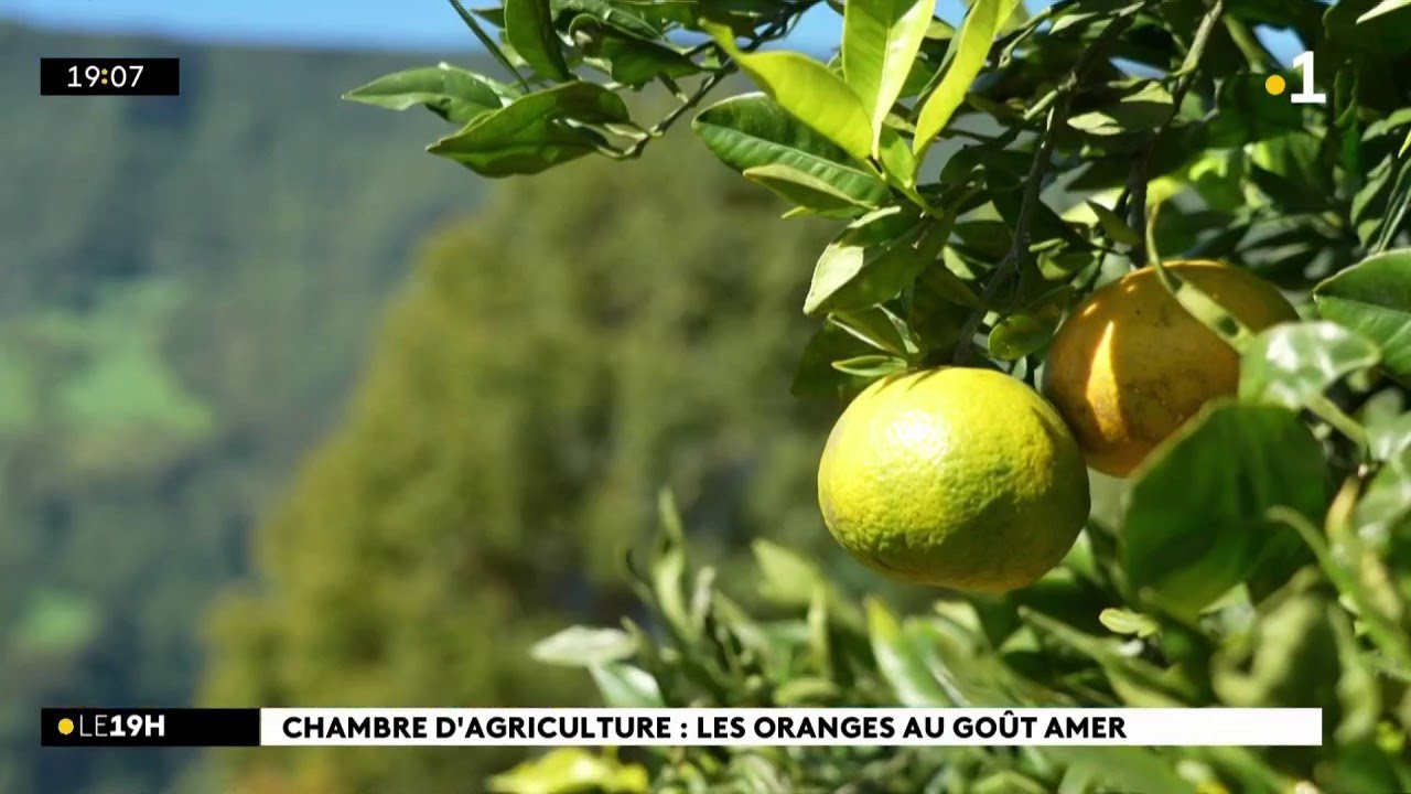 Pourquoi choisir des oranges importées d'Asie quand on a des agrumes péi de qualité ?
