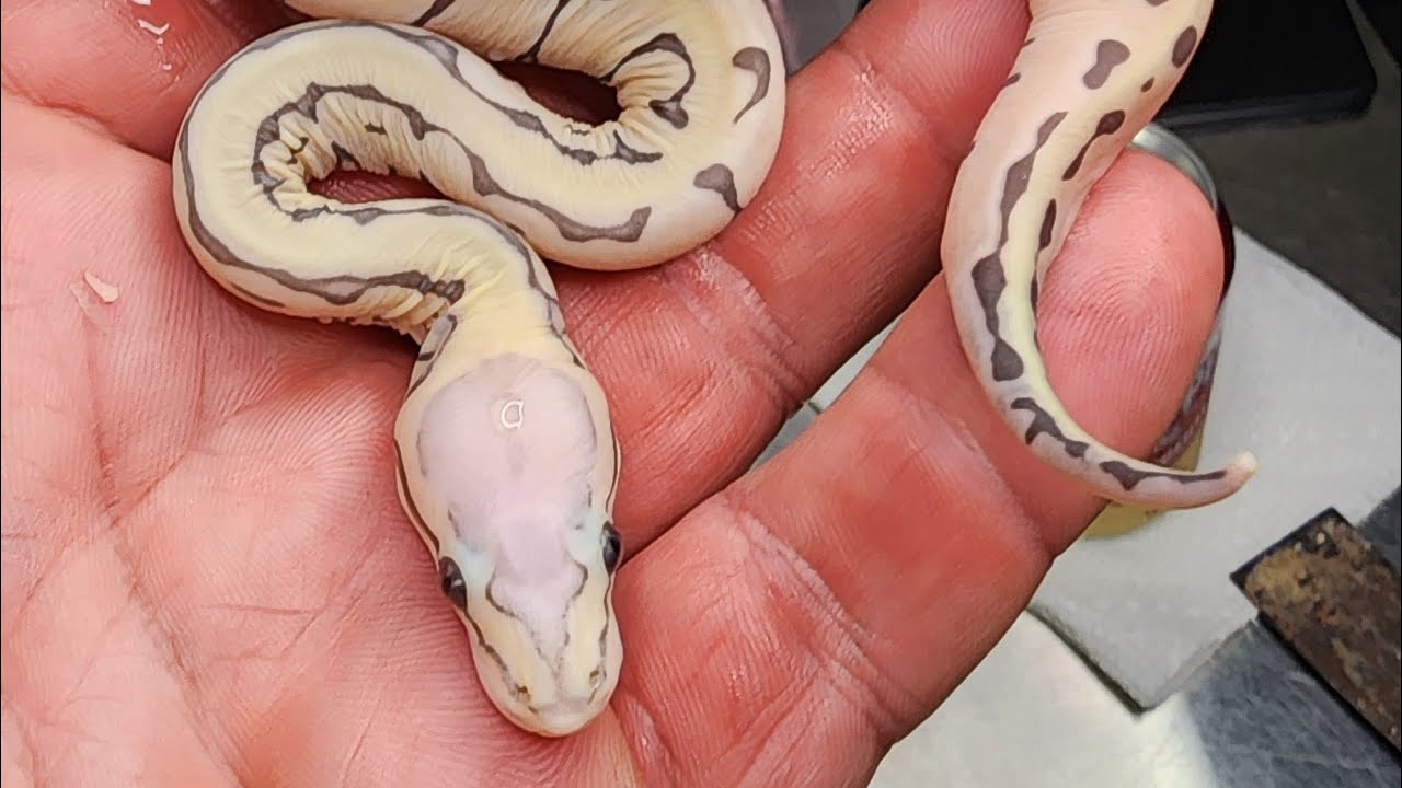 Candino and Scaleless Head Clutches Update!