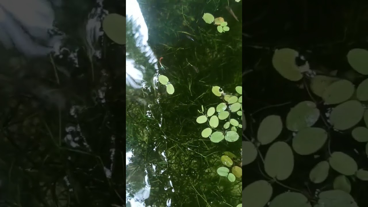 guppy fish mating