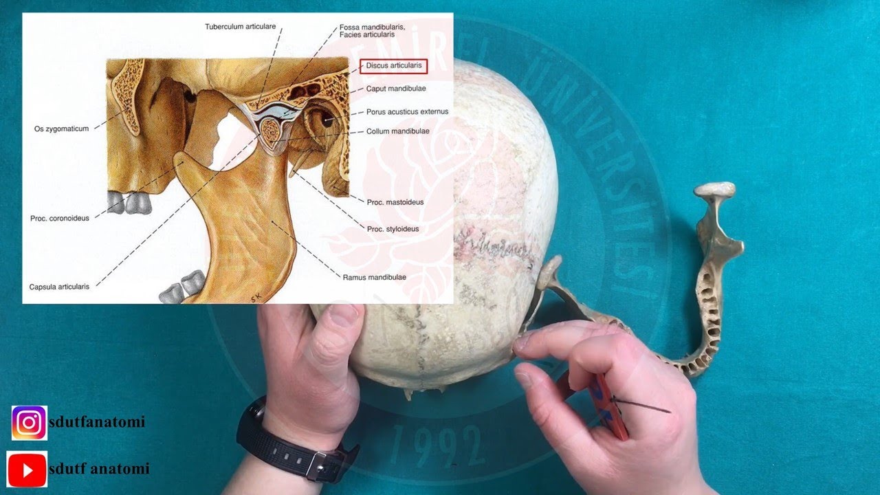 Art. Temporomandibularis ve Artt. Cranii (Kafa İskeletine Ait Bütün Eklemler ve Çene Eklemi)