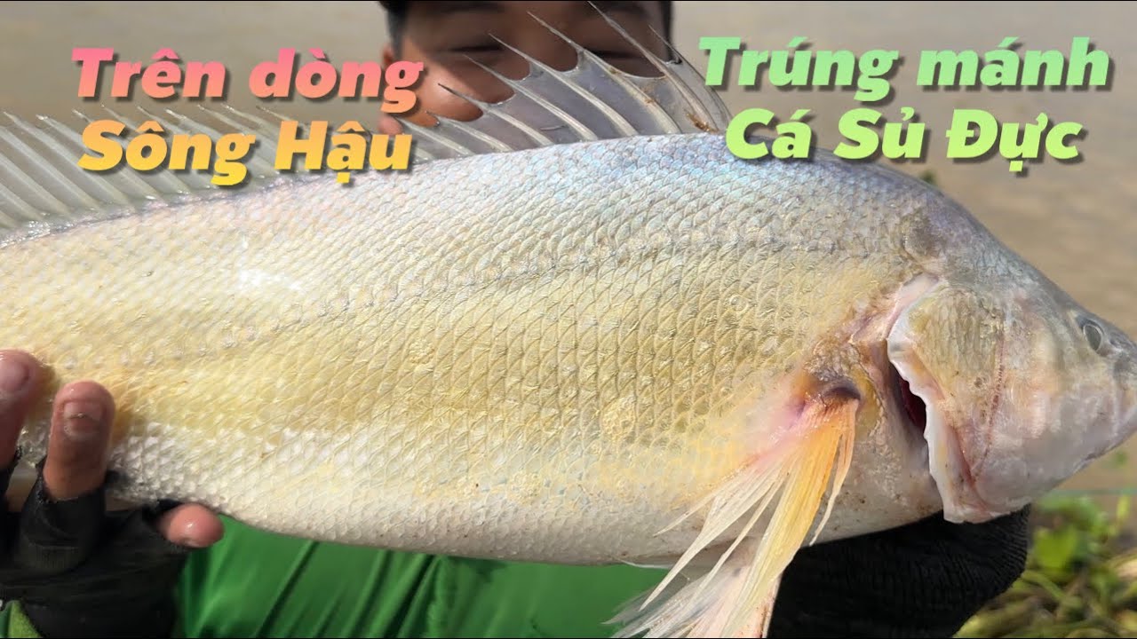 Tr&uacute;ng m&aacute;nh c&aacute; Sủ Đực c&oacute; gi&aacute; trị tr&ecirc;n d&ograve;ng s&ocirc;ng hậu qu&aacute; đ&atilde; | C&ugrave; Lao Dung Vlogs
