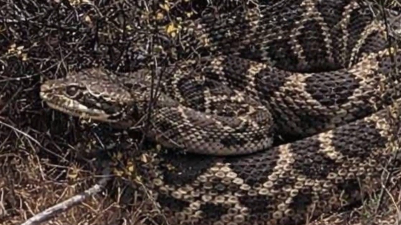 Inquieta búsqueda por serpiente cascabel suelta en San Antonio | 24 Horas - Red Valparaíso