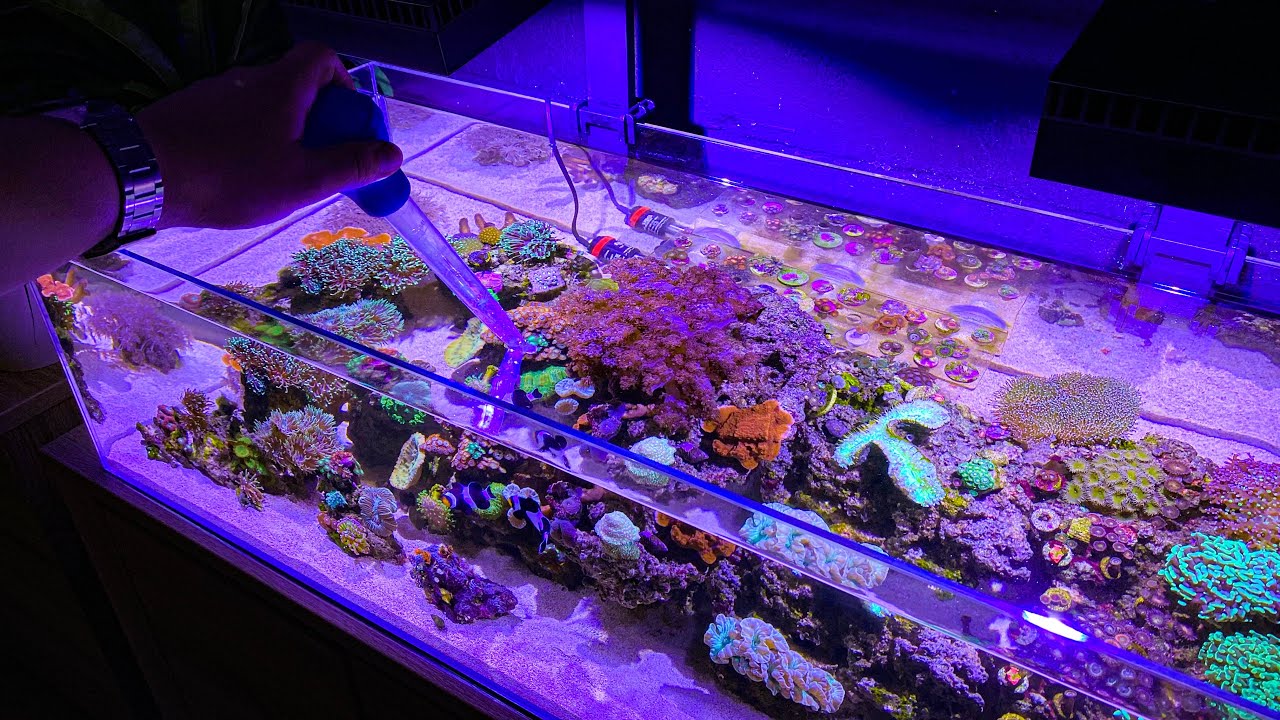 Cleaning my Shallow Reef Aquarium