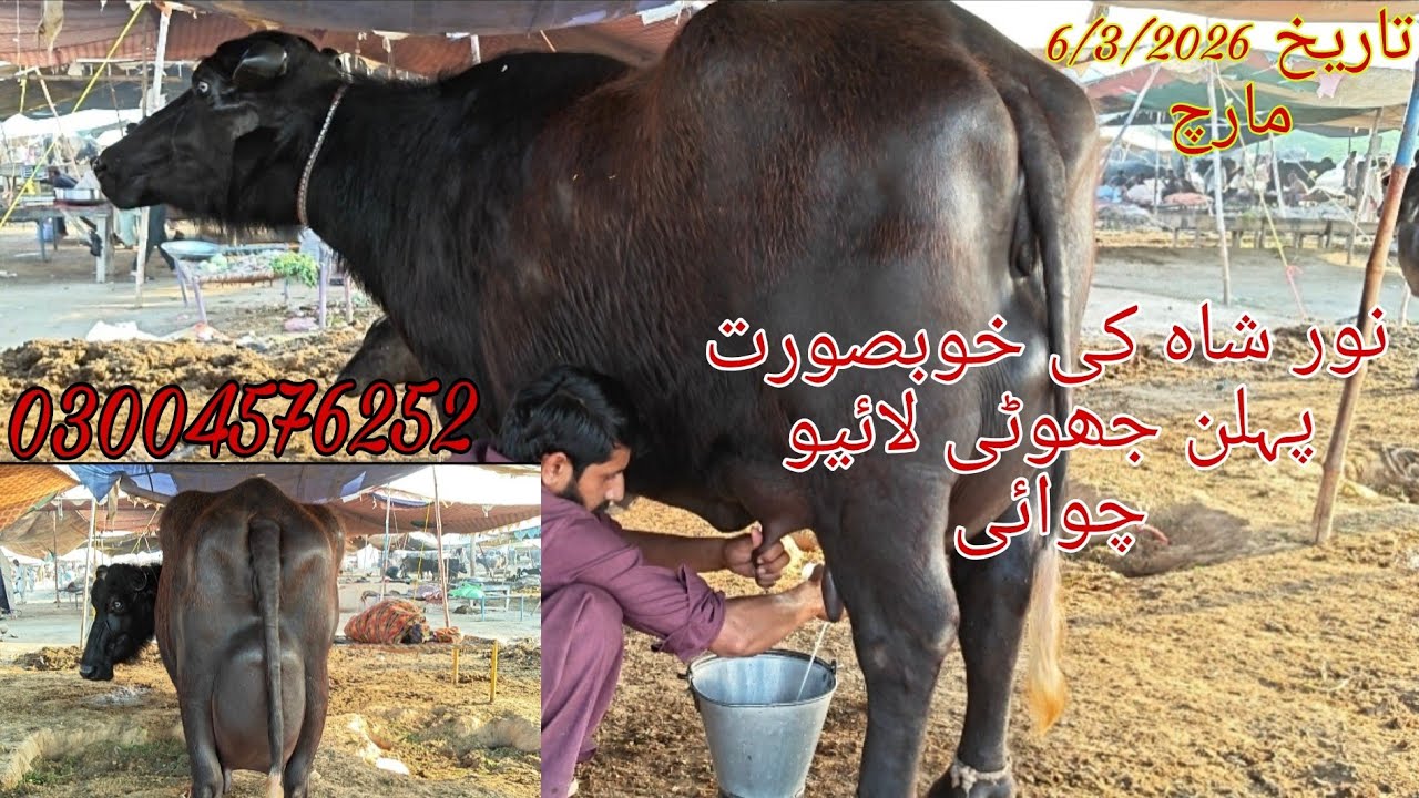 نور شاہ کی خوبصورت پہلن جھوٹی لائیو چوائی Noor shah ki khubsurat Jyoti sale 03004576252/6/32026 