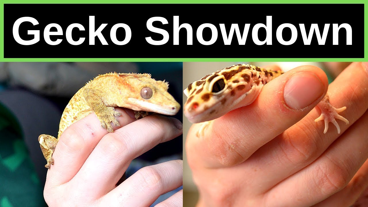 Best Beginner Lizard Challenge | Leopard Gecko Vs Crested Gecko