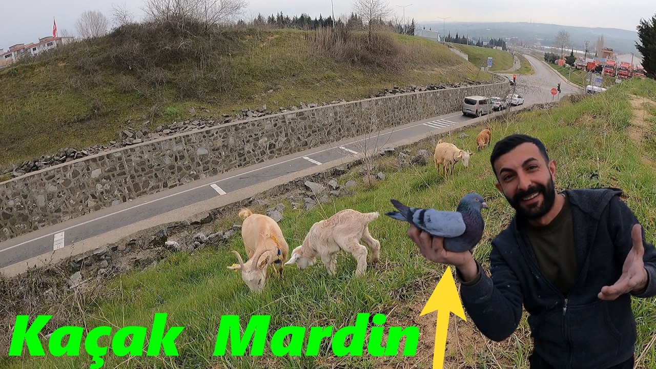KAÇAK GÜVERCİN YAKALADIM!-KEÇİLERİ MERAYA SALDIM!-YAVRU ARKA TEPE ÇIKTI!#güvercin #keçi