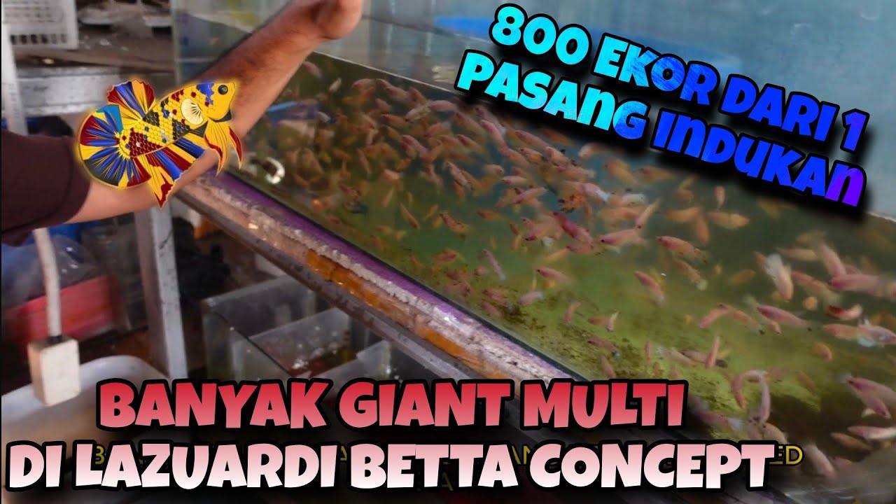 Lazuardi Betta Concept Banyak Ikan Cupang Giant Multi @Lazuardibettaconcept