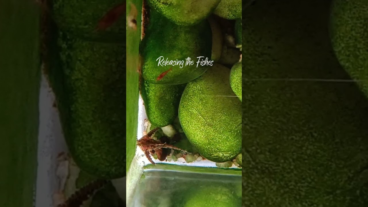 Adding Stone Catfish in Aquarium
