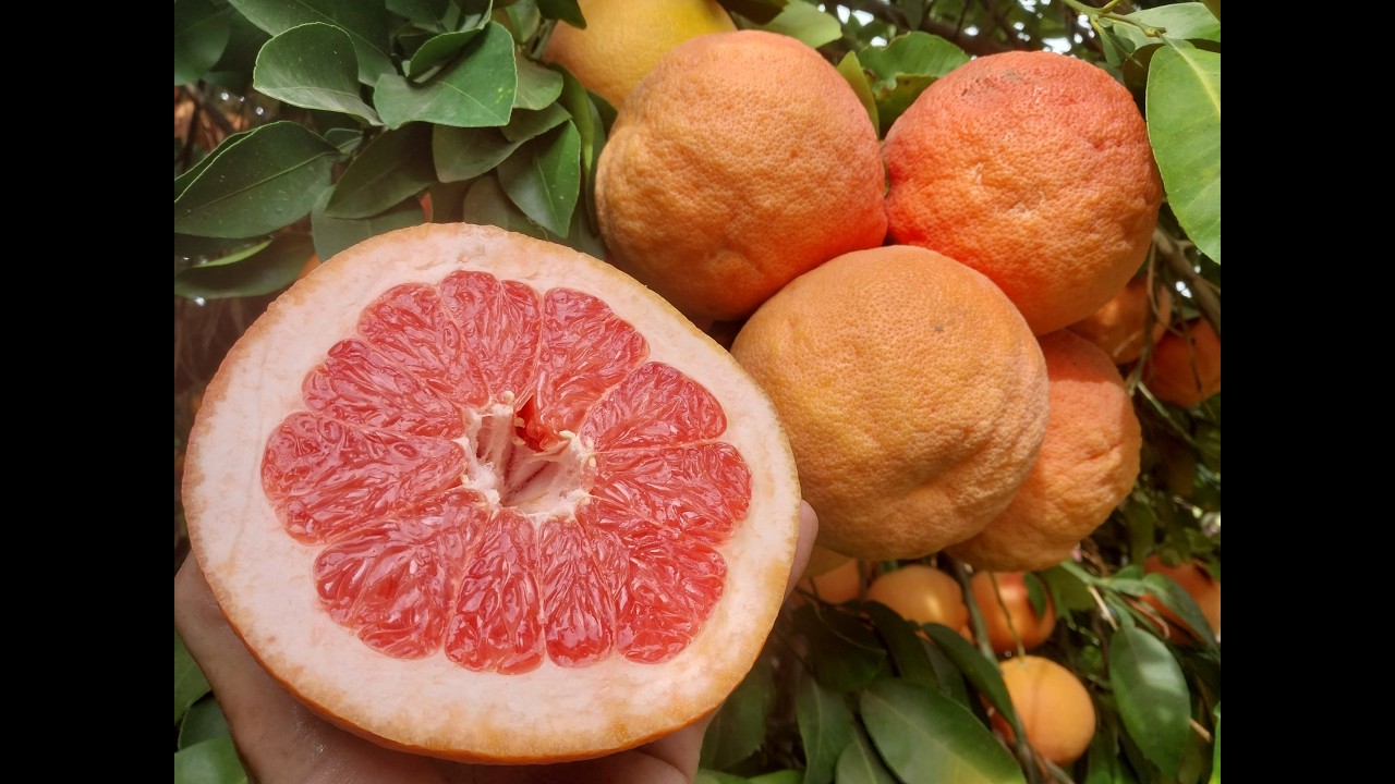 1000 Pounds of Pink Grapefruit from one tree? Arizona is the BEST state for Citrus!