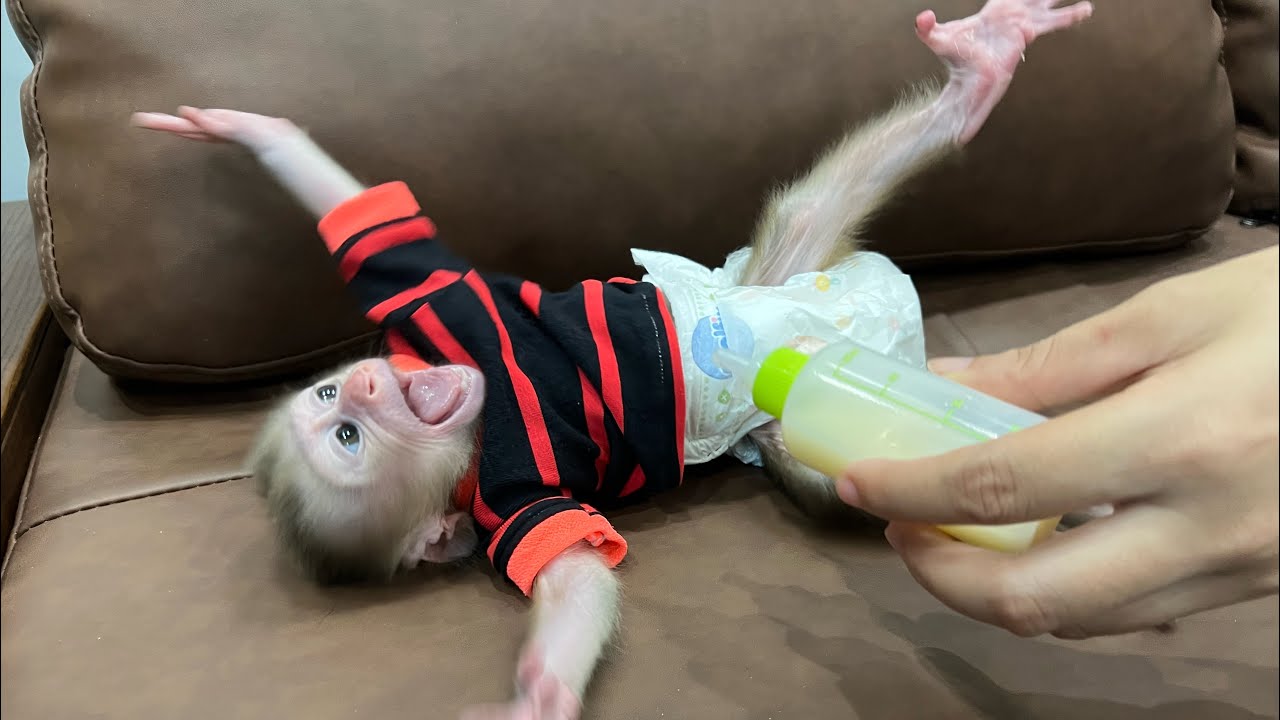 Baby monkey Tina has anorexia and does not like to drink milk, making her mother worried