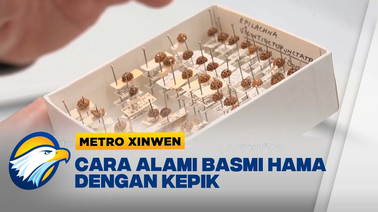 Metro Xinwen - Parlemen Canberra Gunakan Kepik untuk Basmi Hama di Area Taman